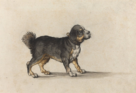 A Mastiff with a Gold-Tooled Collar by Jakob Walther (German, active 1584 - 1604), 16X12"(A3)Poster Print