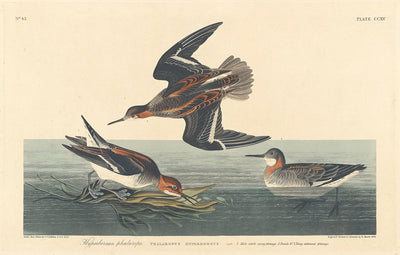 Hyperborean Phalarope by Robert Havell after John James Audubon (American, 1793 - 1878), 16X12"(A3)Poster Print