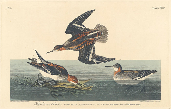 Hyperborean Phalarope by Robert Havell after John James Audubon (American, 1793 - 1878), 16X12