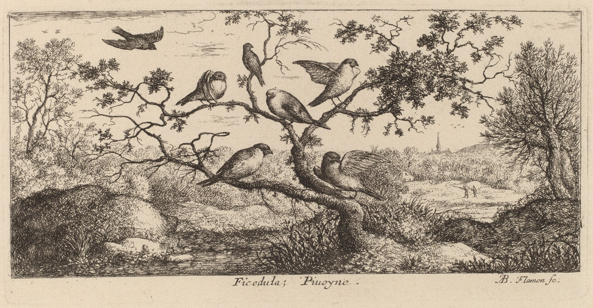 Ficedula, The Bullfinch by Albert Flamen (Flemish, c. 1620 - 1669 or after), 16X12"(A3)Poster Print