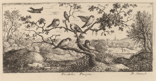 Ficedula, The Bullfinch by Albert Flamen (Flemish, c. 1620 - 1669 or after), 16X12"(A3)Poster Print