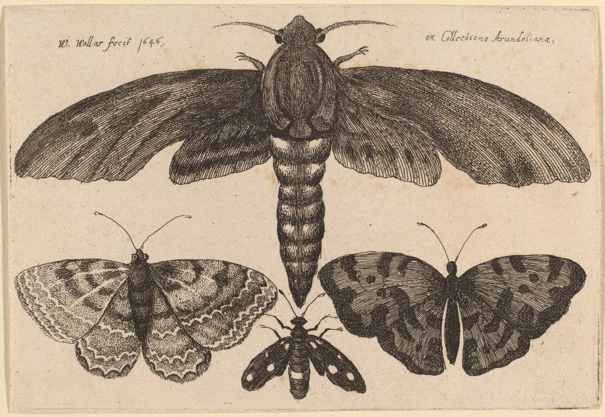 Moth and Three Butterflies by Wenceslaus Hollar (Bohemian, 1607 - 1677), 16X12"(A3)Poster Print