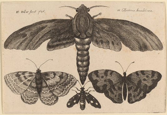 Moth and Three Butterflies by Wenceslaus Hollar (Bohemian, 1607 - 1677), 16X12"(A3)Poster Print