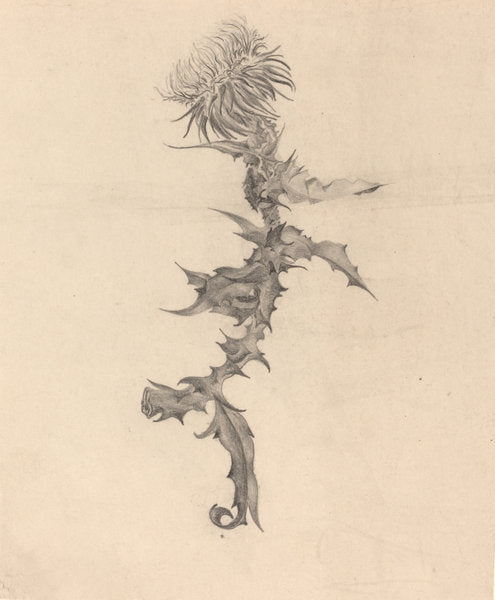 Thistle by Karel Vitezslav Masek (Czech, 1865 - 1927), 16X12"(A3)Poster Print