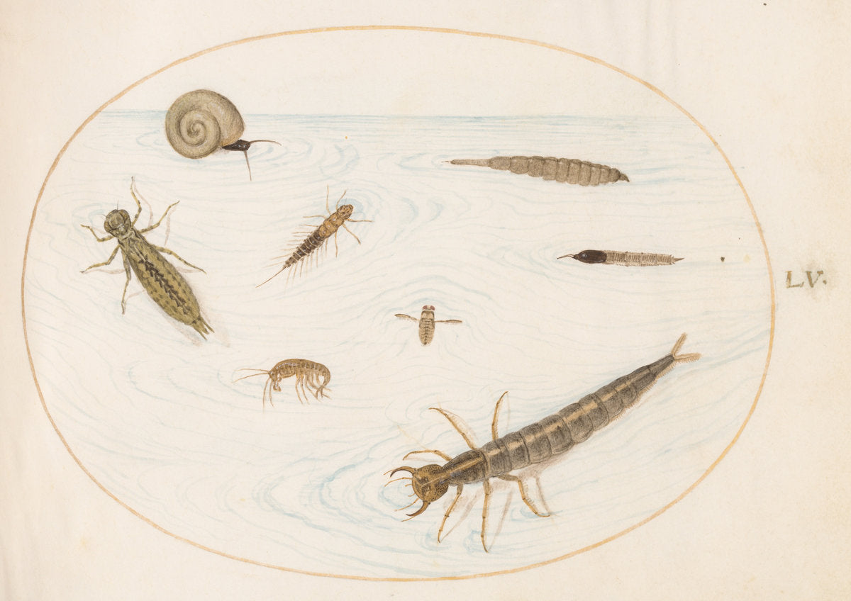 Animalia Aqvatilia et Cochiliata (Aqva): Plate LV by Joris Hoefnagel (Flemish, 1542 - 1600), 16X12"(A3)Poster Print