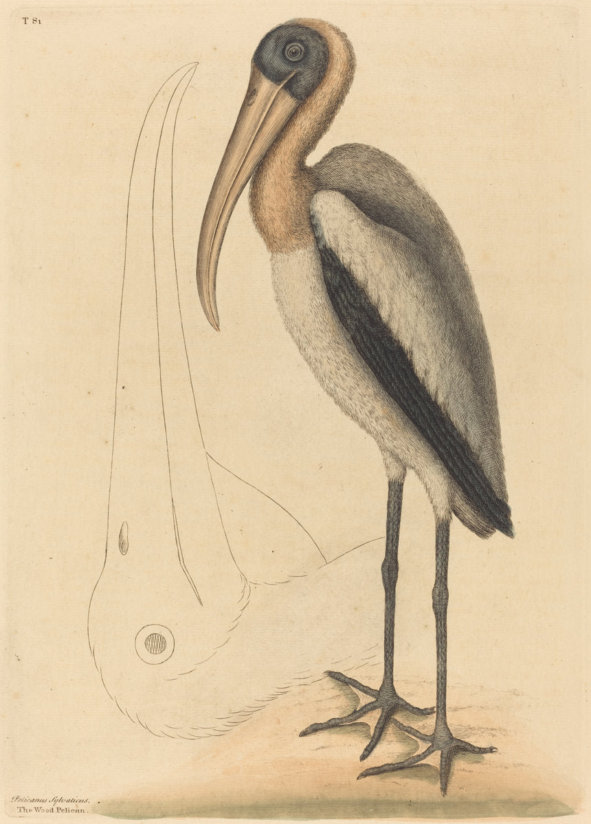 The Wood Pelican (Tantalus Loculator) by Mark Catesby (English, 1679 - 1749), 16X12"(A3)Poster Print