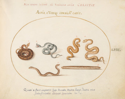 Animalia Qvadrvpedia et Reptilia (Terra): Plate LVIII by Joris Hoefnagel (Flemish, 1542 - 1600), 16X12"(A3)Poster Print