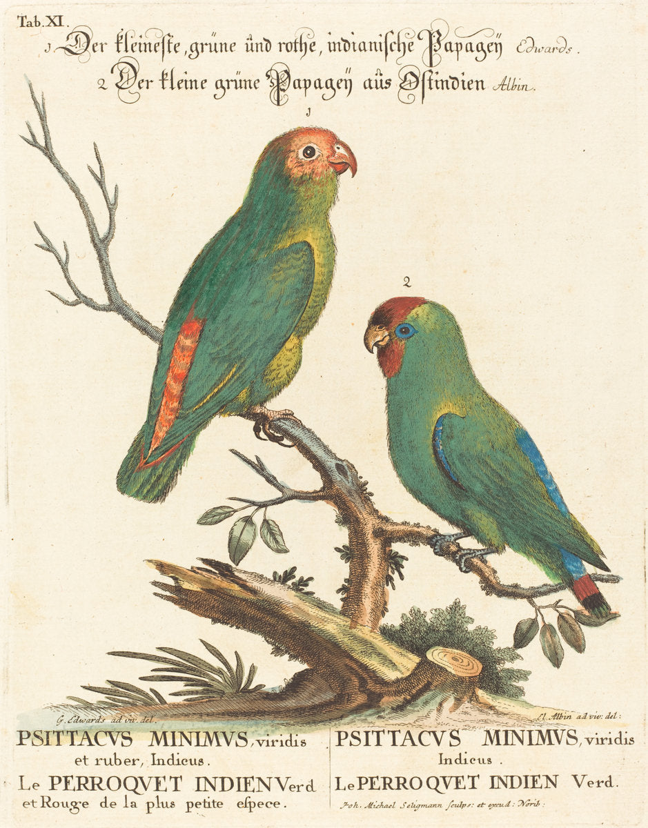 Parrot (Le Perroquet Indien. Psittacus Minimus) by Johann Michael Seligmann after George Edwards (German, 1720 - 1762), 16X12"(A3)Poster Print