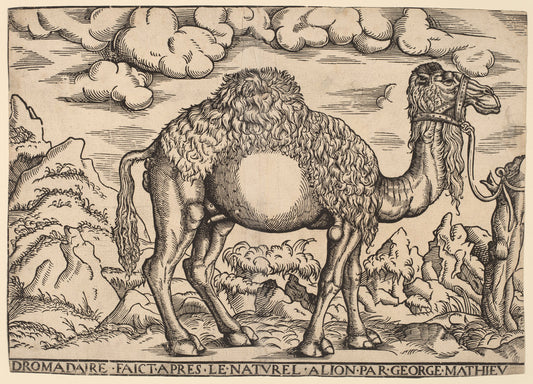A Dromedary by Georg Mattheus (German, active 1551 - 1572), 16X12"(A3)Poster Print