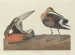 Hudsonian Godwit by Robert Havell after John James Audubon (American, 1793 - 1878), 16X12"(A3)Poster Print