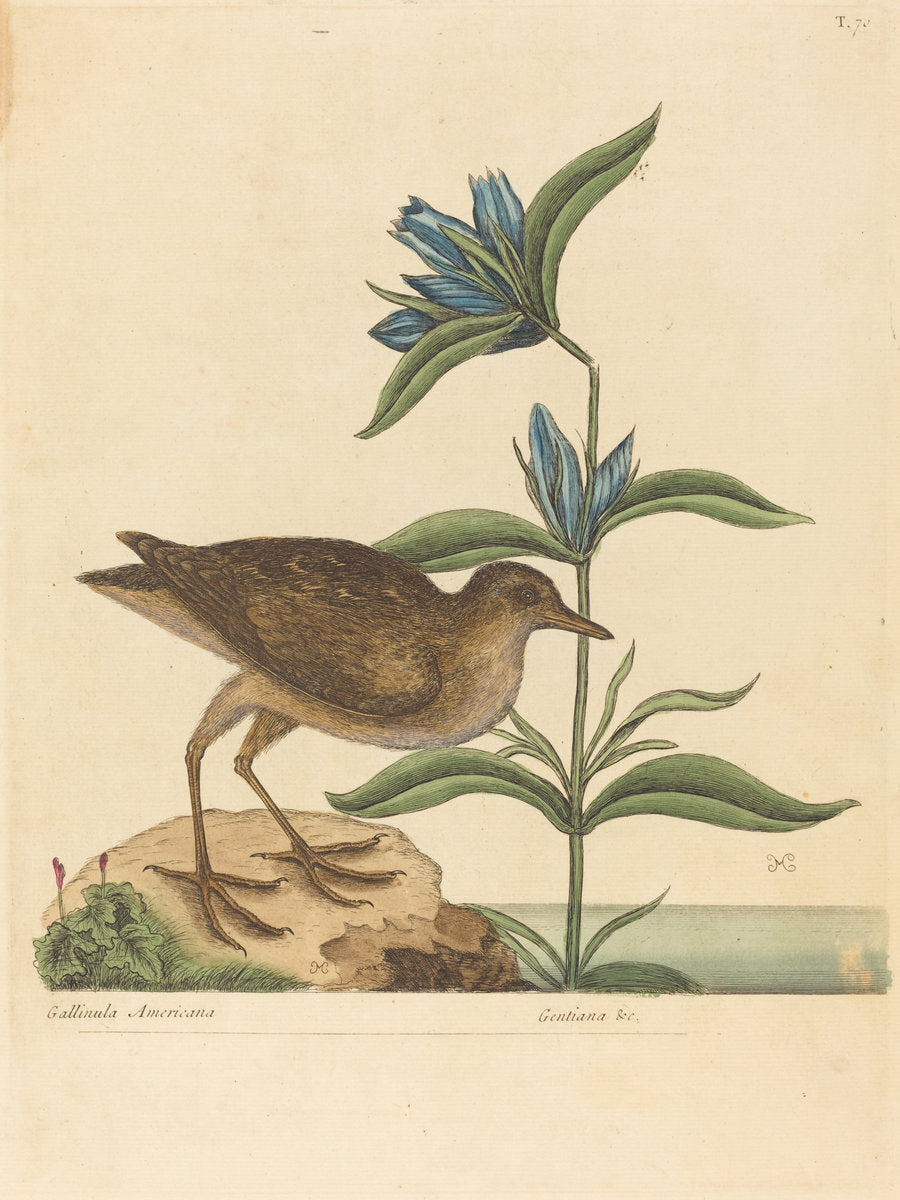 The Soree (Rallus Virginianus) by Mark Catesby (English, 1679 - 1749), 16X12"(A3)Poster Print