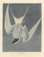 Great Tern by Robert Havell after John James Audubon (American, 1793 - 1878), 16X12"(A3)Poster Print