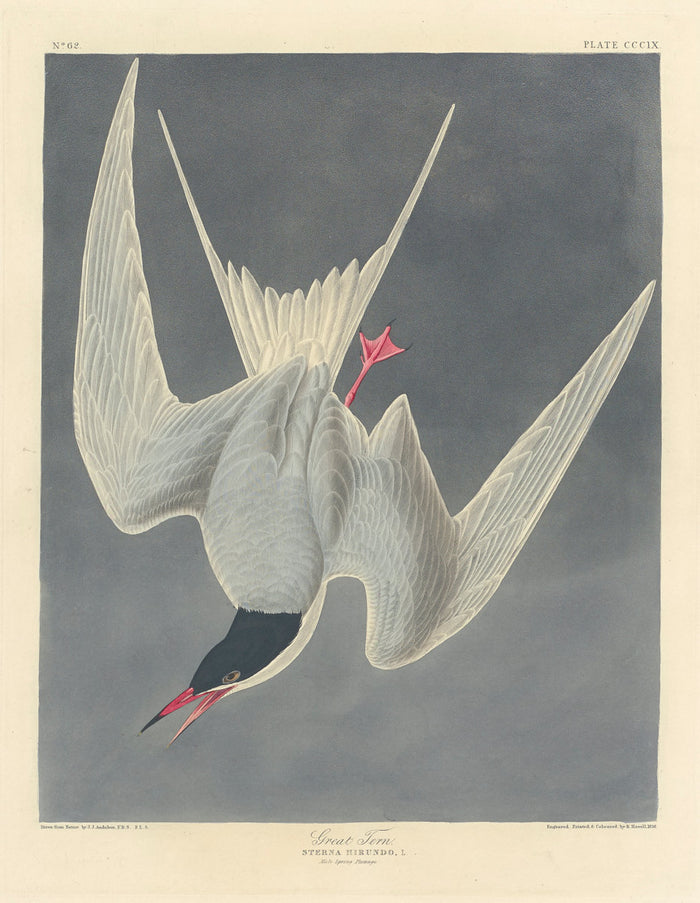 Great Tern by Robert Havell after John James Audubon (American, 1793 - 1878), 16X12