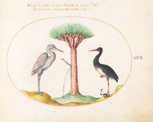 Animalia Volatilia et Amphibia (Aier): Plate XVII by Joris Hoefnagel (Flemish, 1542 - 1600), 16X12"(A3)Poster Print