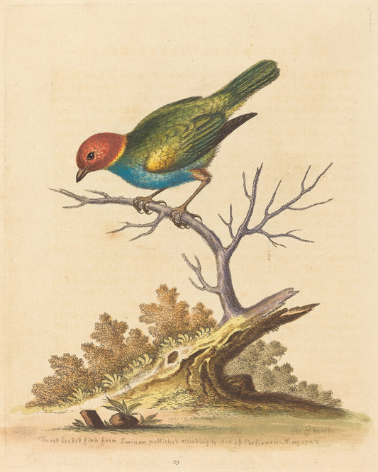The Red-Headed Finch from Surinam by George Edwards (English, 1694 - 1773), 16X12"(A3)Poster Print