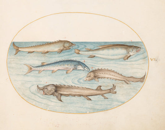 Animalia Aqvatilia et Cochiliata (Aqva): Plate VI by Joris Hoefnagel (Flemish, 1542 - 1600), 16X12"(A3)Poster Print