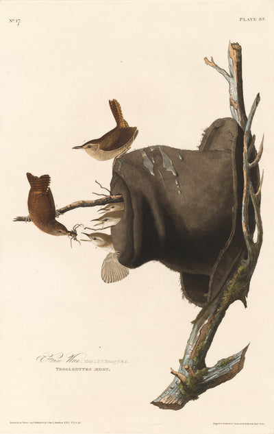 House Wren by Robert Havell after John James Audubon (American, born England, 1793 - 1878), 16X12"(A3)Poster Print