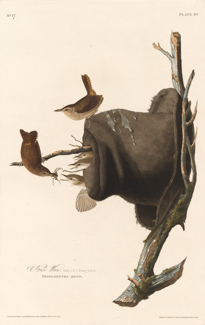 House Wren by Robert Havell after John James Audubon (American, born England, 1793 - 1878), 16X12