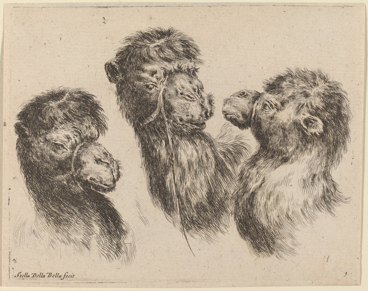 Three Camel Heads by Stefano Della Bella (Italian, 1610 - 1664), 16X12"(A3)Poster Print