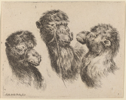 Three Camel Heads by Stefano Della Bella (Italian, 1610 - 1664), 16X12"(A3)Poster Print