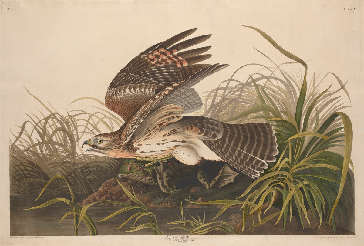 Winter Hawk by Robert Havell after John James Audubon (American, 1793 - 1878), 16X12"(A3)Poster Print