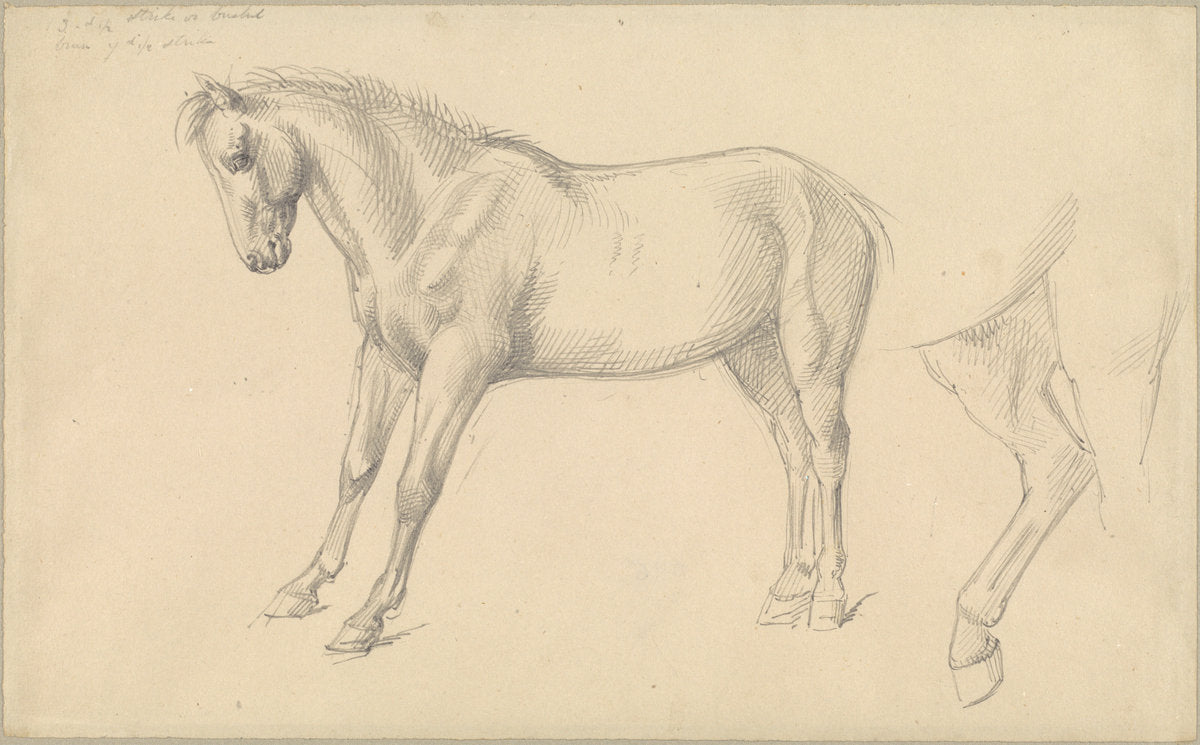 Studies of a Pony by William Strutt (British, 1826 - 1915), 16X12"(A3)Poster Print