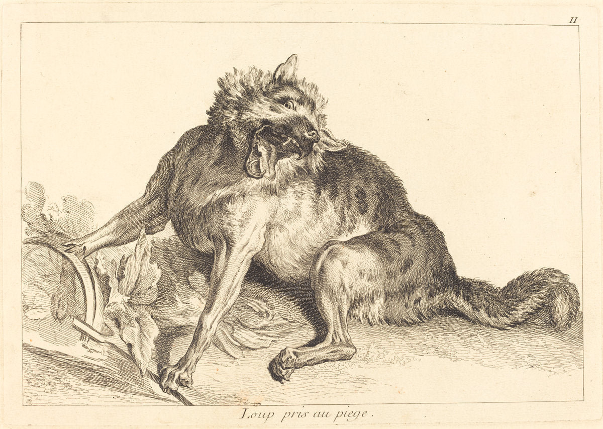 Loup pris au piege (Wolf Caught in a Trap) by Jacques-Philippe Le Bas and Jean Eric Rehn after Jean-Baptiste Oudry (French, 1707 - 1783), 16X12"(A3)Poster Print