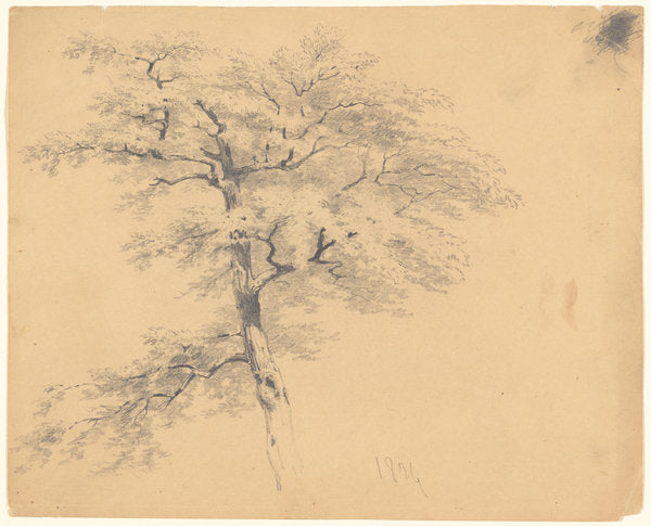 Tree by James Goodwyn Clonney (American, 1812 - 1867), 16X12"(A3)Poster Print