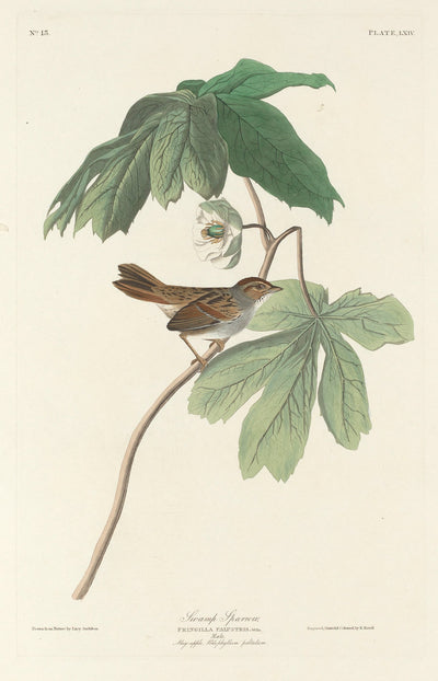 Swamp Sparrow by Robert Havell after John James Audubon (American, 1793 - 1878), 16X12"(A3)Poster Print