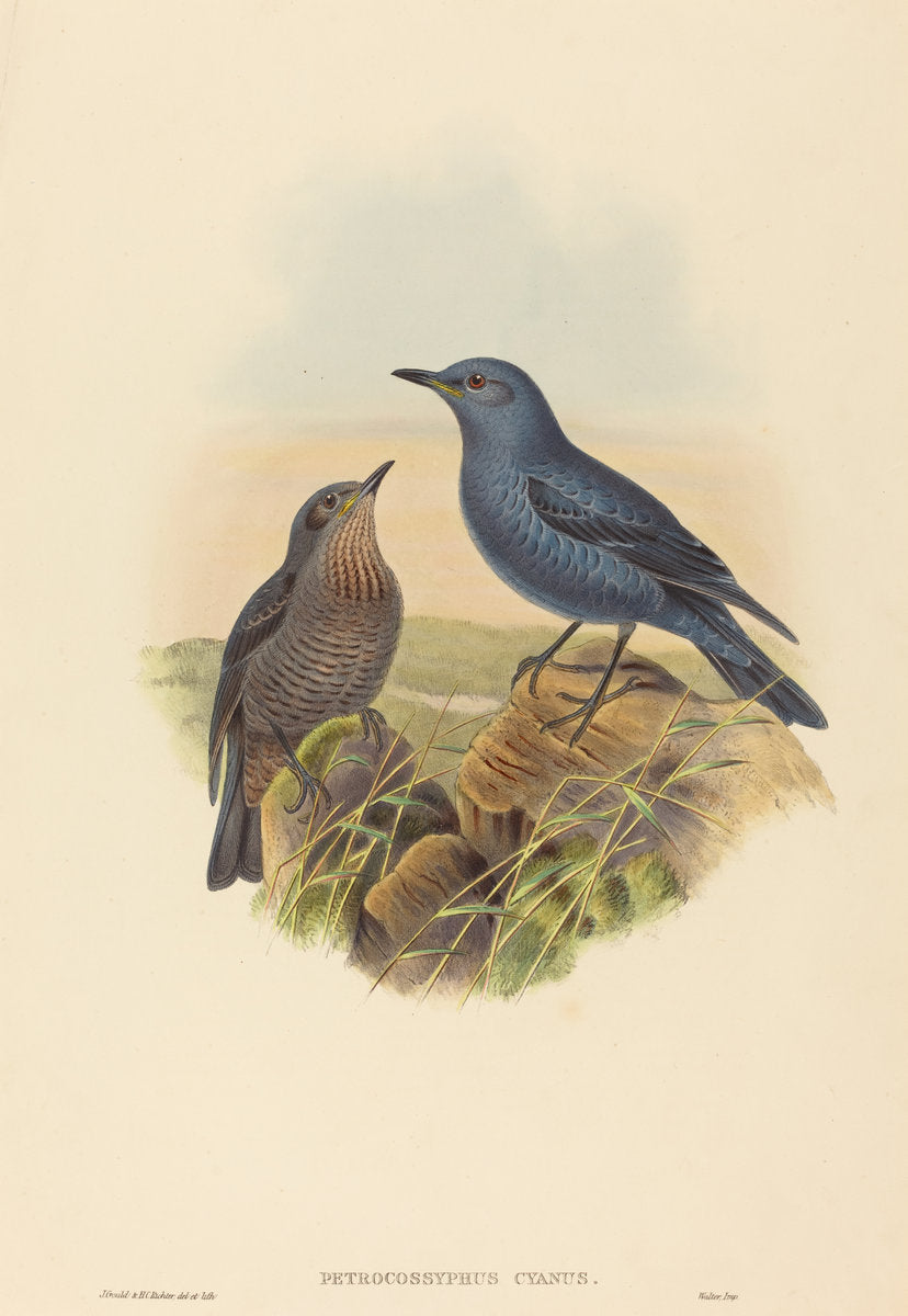 Petrocossyphus cyanus (Blue Rockthrush) by John Gould and H.C. Richter (British (?), active 1841 - active c. 1881), 16X12"(A3)Poster Print