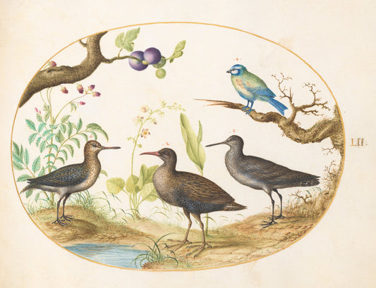 Animalia Volatilia et Amphibia (Aier): Plate LII by Joris Hoefnagel (Flemish, 1542 - 1600), 16X12"(A3)Poster Print