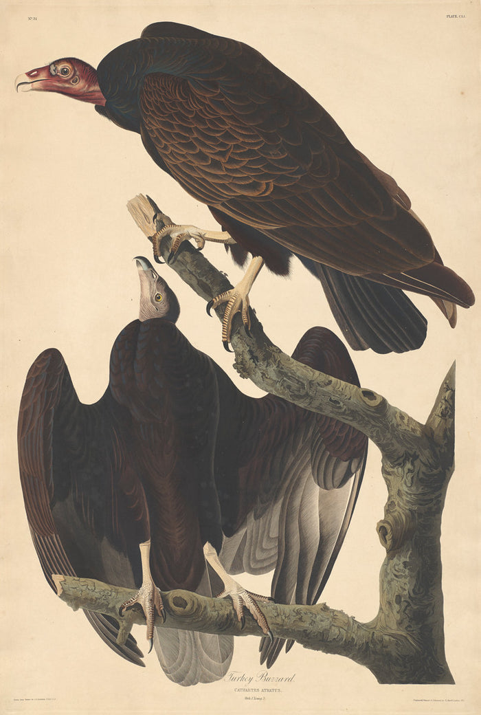 Turkey Buzzard by Robert Havell after John James Audubon (American, 1793 - 1878), 16X12