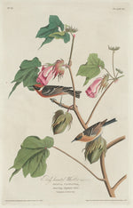 Bay-breasted Warbler by Robert Havell after John James Audubon (American, 1793 - 1878), 16X12"(A3)Poster Print