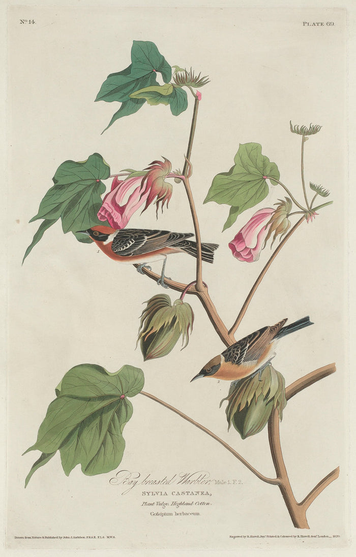 Bay-breasted Warbler by Robert Havell after John James Audubon (American, 1793 - 1878), 16X12