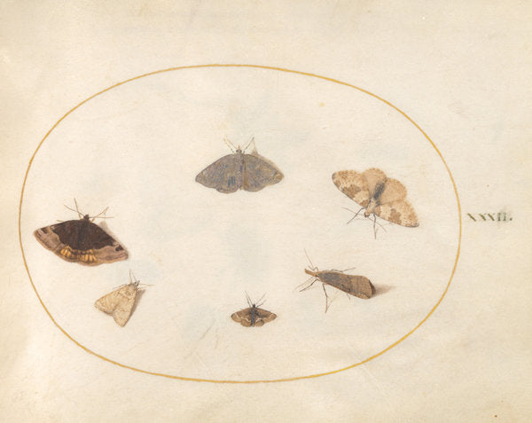 Animalia Rationalia et Insecta (Ignis):  Plate XXXII by Joris Hoefnagel (Flemish, 1542 - 1600), 16X12"(A3)Poster Print