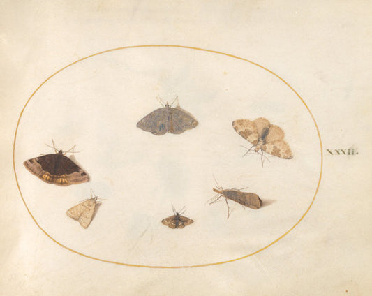 Animalia Rationalia et Insecta (Ignis):  Plate XXXII by Joris Hoefnagel (Flemish, 1542 - 1600), 16X12"(A3)Poster Print