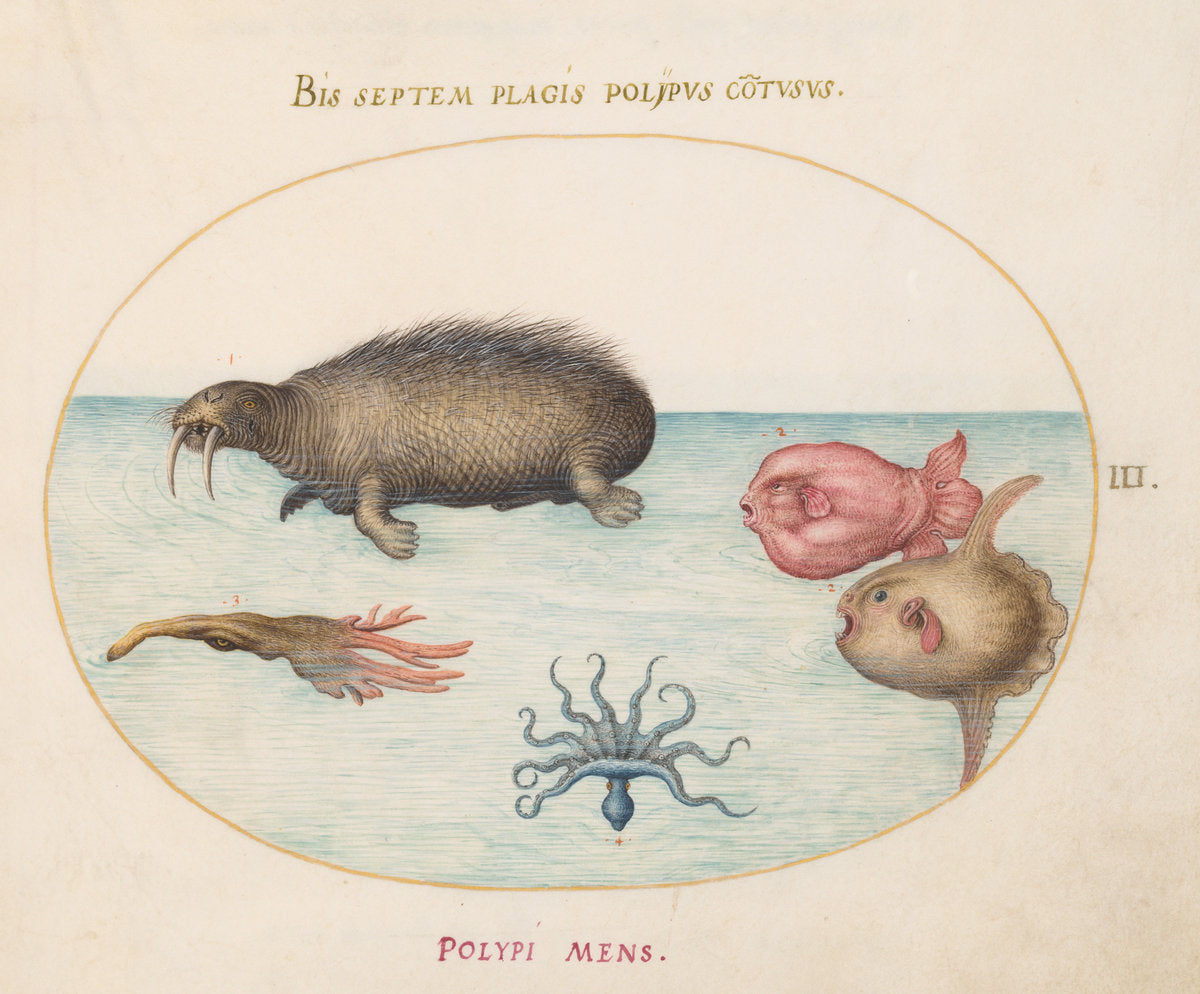 Animalia Aqvatilia et Cochiliata (Aqva): Plate III by Joris Hoefnagel (Flemish, 1542 - 1600), 16X12"(A3)Poster Print