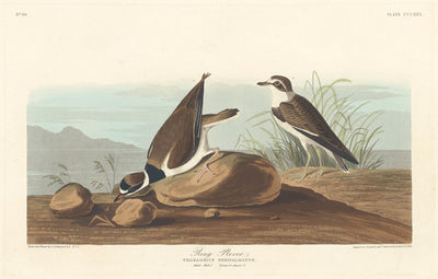 Ring Plover by Robert Havell after John James Audubon (American, 1793 - 1878), 16X12"(A3)Poster Print