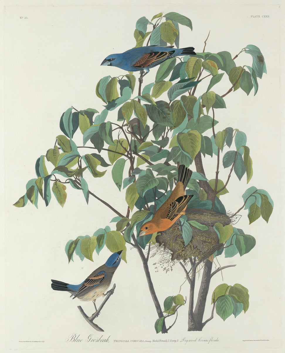 Blue Grosbeak by Robert Havell after John James Audubon (American, 1793 - 1878), 16X12"(A3)Poster Print