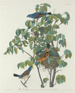 Blue Grosbeak by Robert Havell after John James Audubon (American, 1793 - 1878), 16X12"(A3)Poster Print