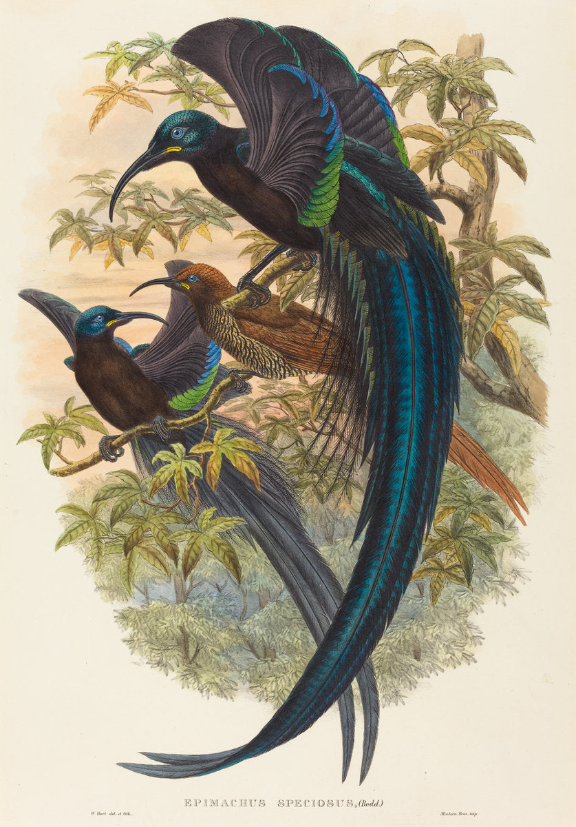 Epimachus speciosus (Sickle-billed Bird of Paradise) by W. Hart (British, active 1851 - 1898), 16X12"(A3)Poster Print
