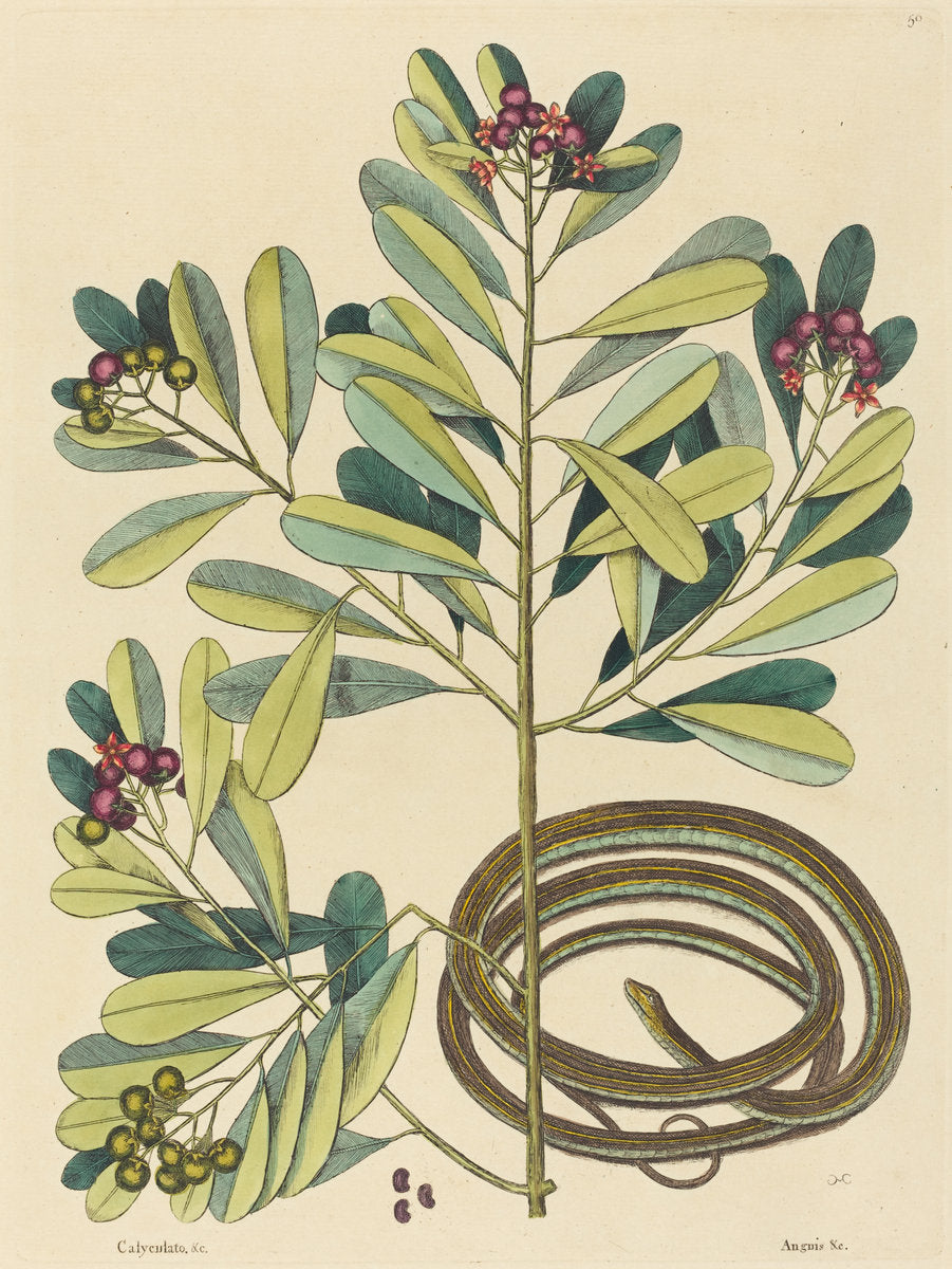 The Ribbon Snake (Coluber saurita) by Mark Catesby (English, 1679 - 1749), 16X12"(A3)Poster Print