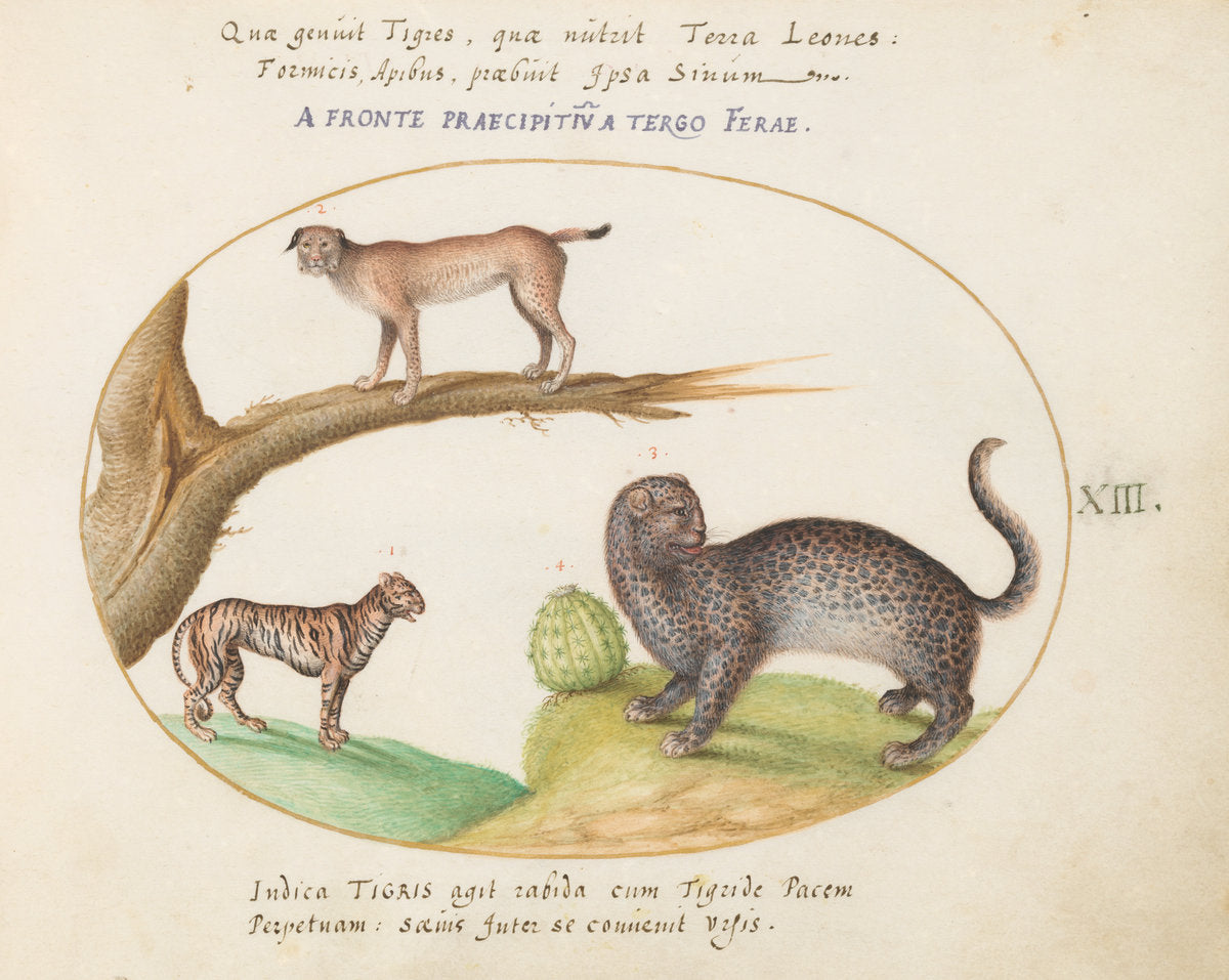 Animalia Qvadrvpedia et Reptilia (Terra): Plate XIII by Joris Hoefnagel (Flemish, 1542 - 1600), 16X12"(A3)Poster Print