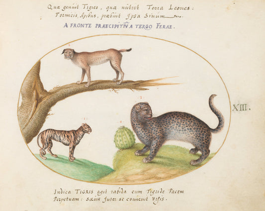 Animalia Qvadrvpedia et Reptilia (Terra): Plate XIII by Joris Hoefnagel (Flemish, 1542 - 1600), 16X12"(A3)Poster Print