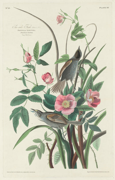 Sea-side Finch by Robert Havell after John James Audubon (American, 1793 - 1878), 16X12"(A3)Poster Print