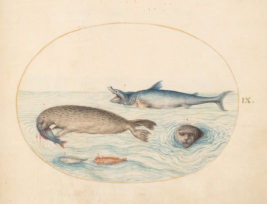 Animalia Aqvatilia et Cochiliata (Aqva): Plate IX by Joris Hoefnagel (Flemish, 1542 - 1600), 16X12"(A3)Poster Print