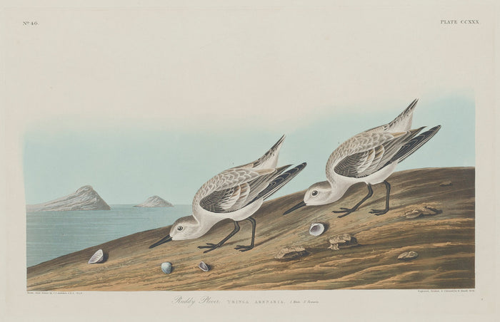 Ruddy Plover by Robert Havell after John James Audubon (American, 1793 - 1878), 16X12