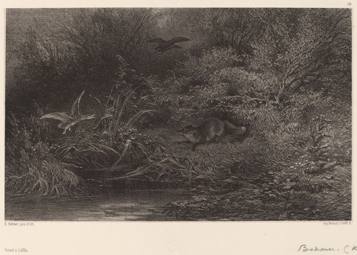 Renard à l'affût by Karl Bodmer (Swiss, 1809 - 1893), 16X12"(A3)Poster Print