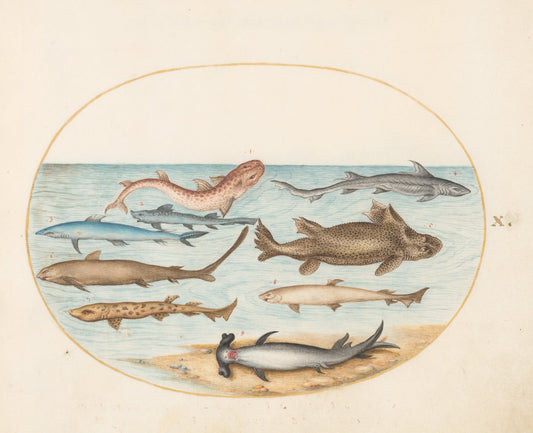Animalia Aqvatilia et Cochiliata (Aqva): Plate X by Joris Hoefnagel (Flemish, 1542 - 1600), 16X12"(A3)Poster Print