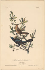 Boat-tailed Grackle by John T. Bowen after John James Audubon (American, c. 1810 - probably 1856), 16X12"(A3)Poster Print